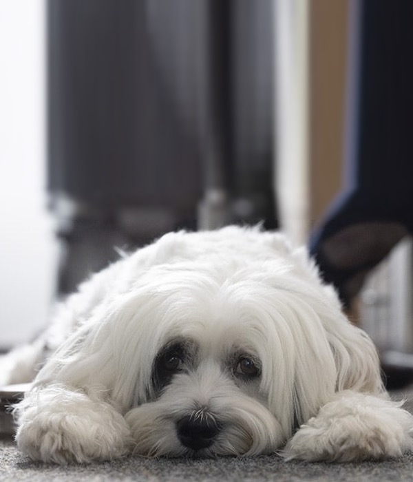 Lola